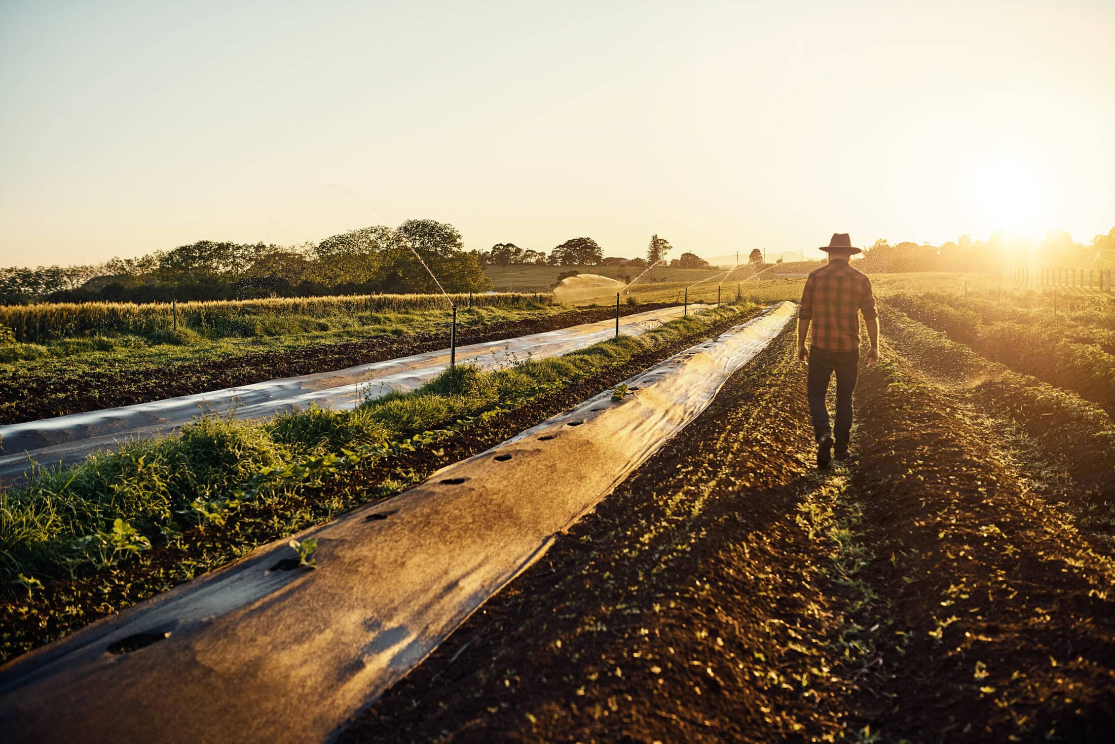 Feeding the world one seedling at a time